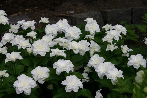 fleurs blanches