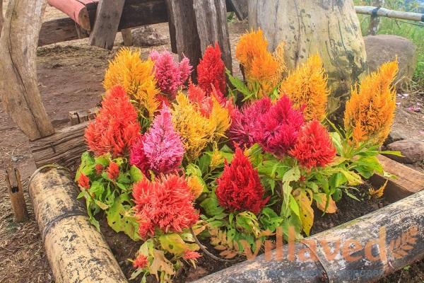 parterre de fleurs pour les amoureux