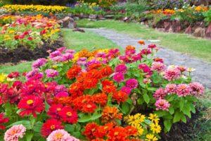 Description de 30 types de zinnia vivaces, plantation et entretien en plein champ