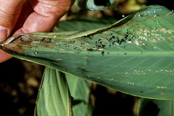 bichos en una hoja