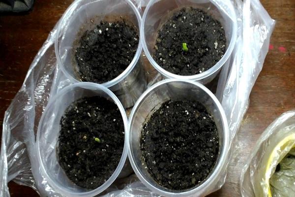 germination of seedlings