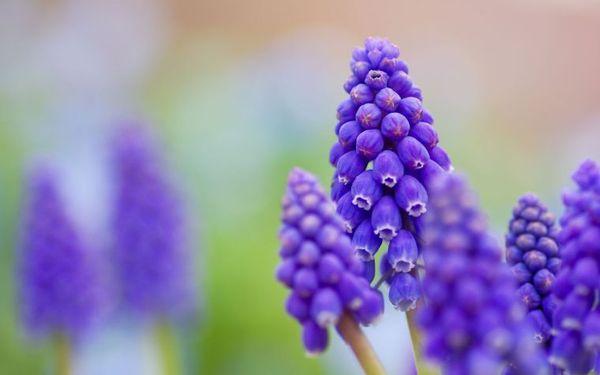 flowers muscari