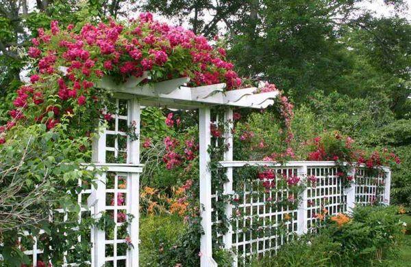 Pergola for roses