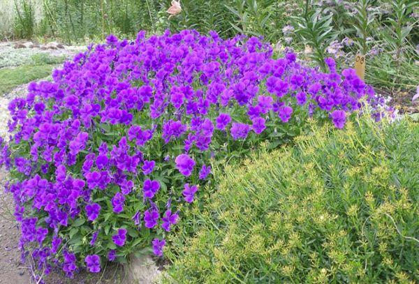 Violets in the garden