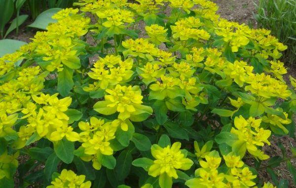 Spurge in the garden