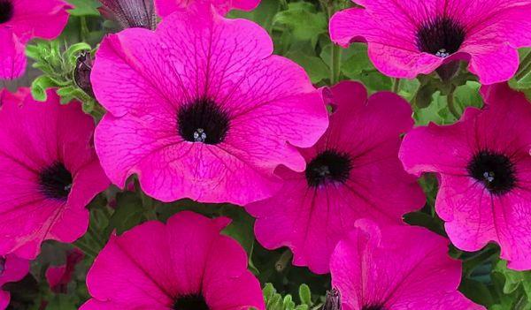 Flor de petunia