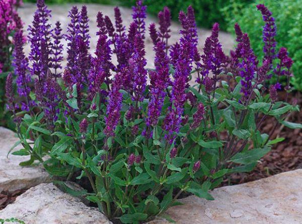 Salvia (Sage)