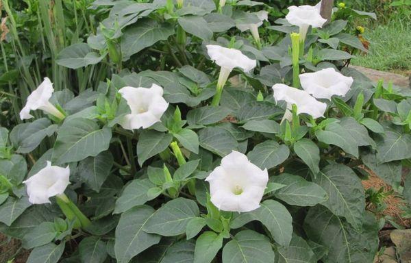 Datura o hierba de droga