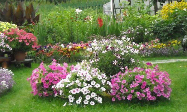 flores en el campo