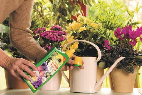 fertilizing flowers