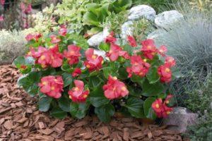 Plantar, cultivar y cuidar begonias, cómo se reproducen