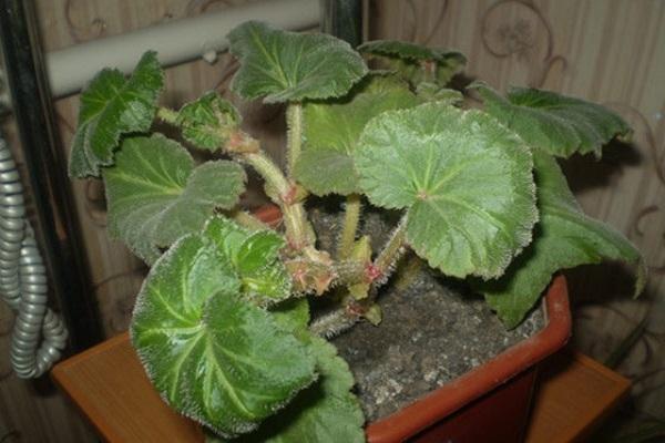 Planting, growing and caring for begonias, how they reproduce