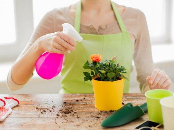 Plantar, cultivar y cuidar una flor Vanka Wet en casa