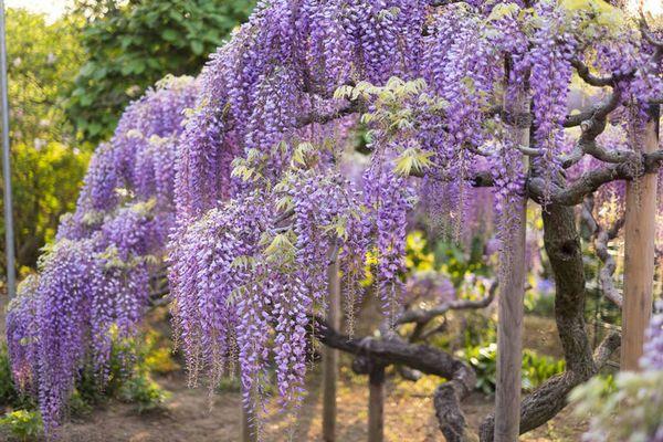 flores amantes del calor