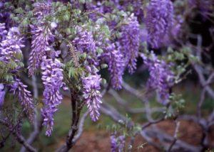 Blauweregen planten, kweken en verzorgen in het open veld, hoe te vermeerderen