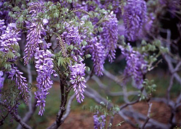 Wild wisteria