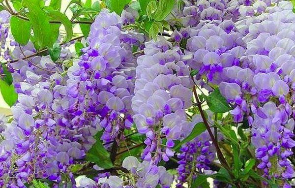 Wisteria en el sitio