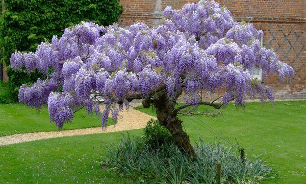 glycine dans le jardin