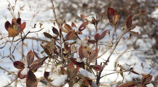 Rododendro invernal