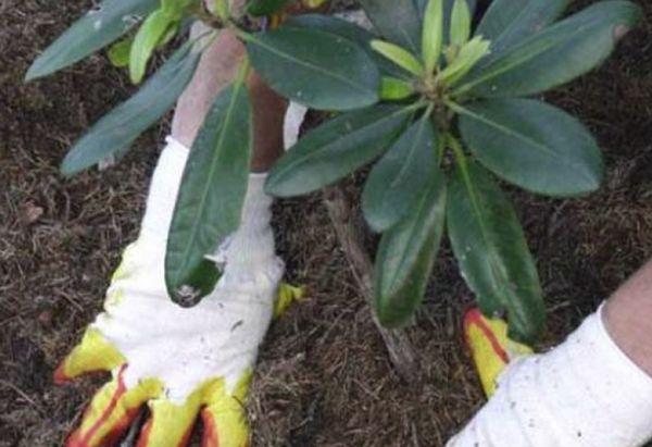 mulching rhododendron