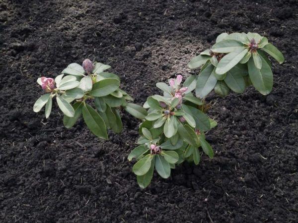 Rododendro en crecimiento