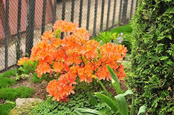 Rododendro japonés