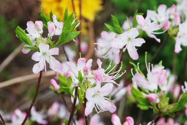 Rododendras Vazėjus