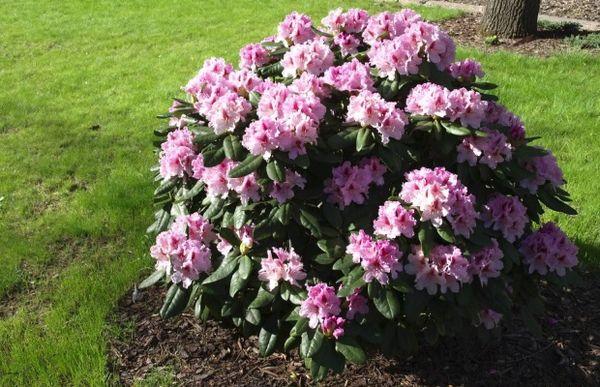 soins des rhododendrons