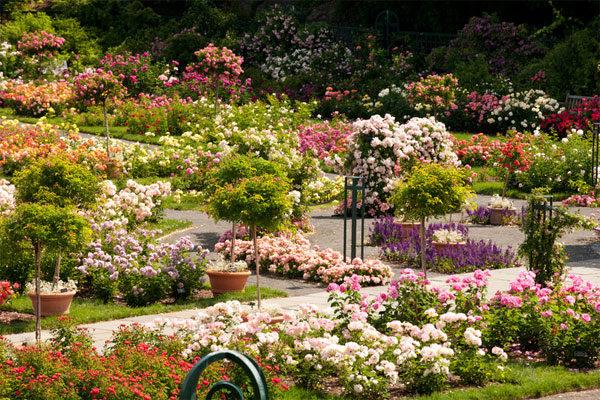 flores en macizos de flores en el jardín