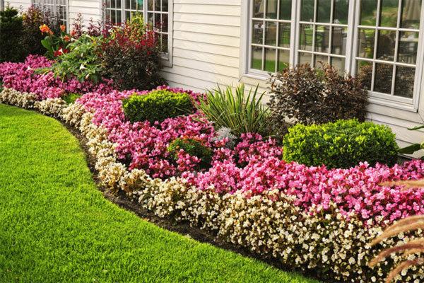  primevère dans un parterre de fleurs