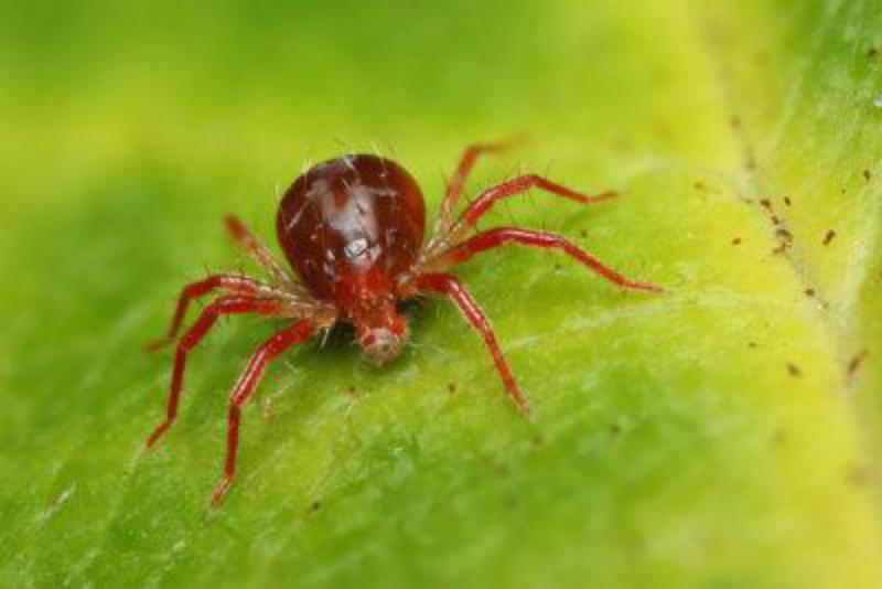 mite in flowers