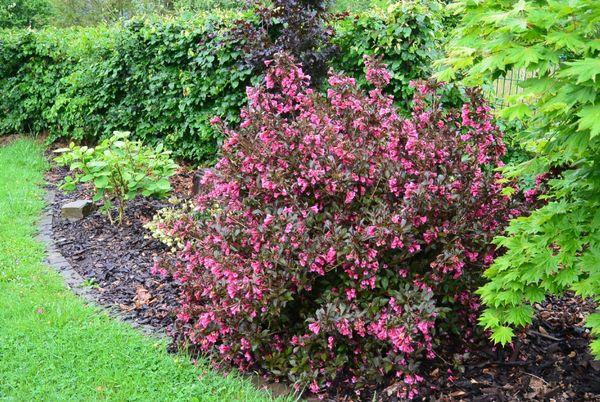 Weigela púrpura