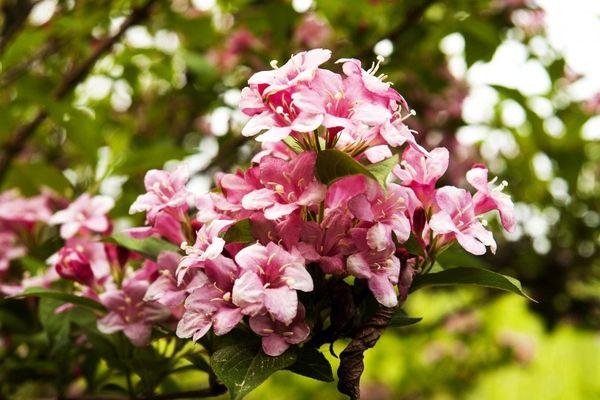 Weigela Blooming