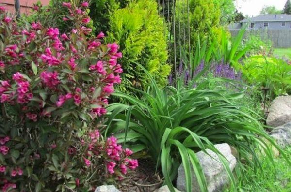 Weigela in the garden