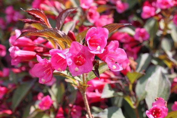 Weigela flowers