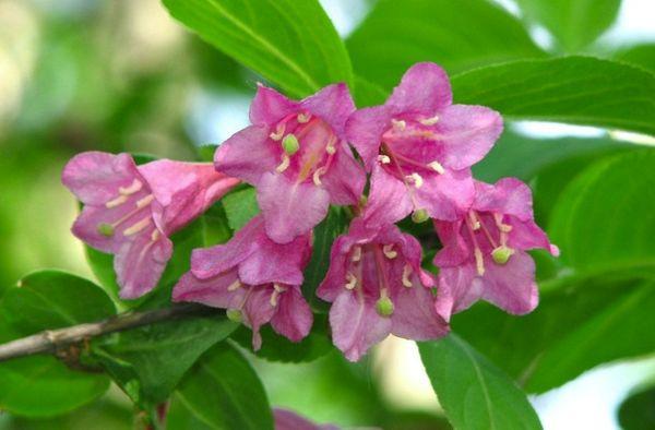 Weigela Sadovaya