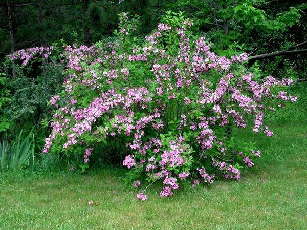 Weigela panaché