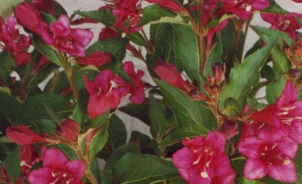 Weigela Lucifer