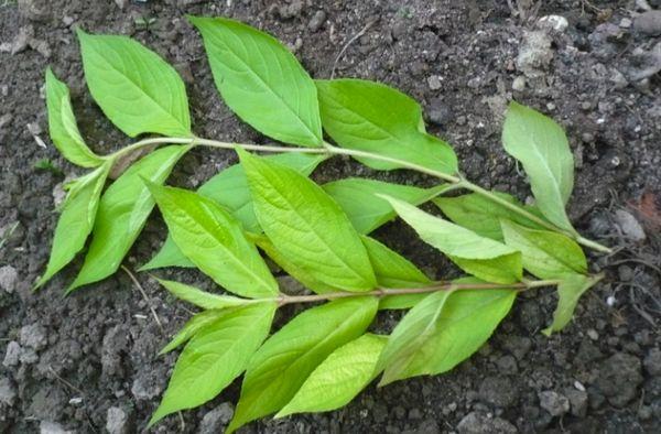 Weigela cuttings