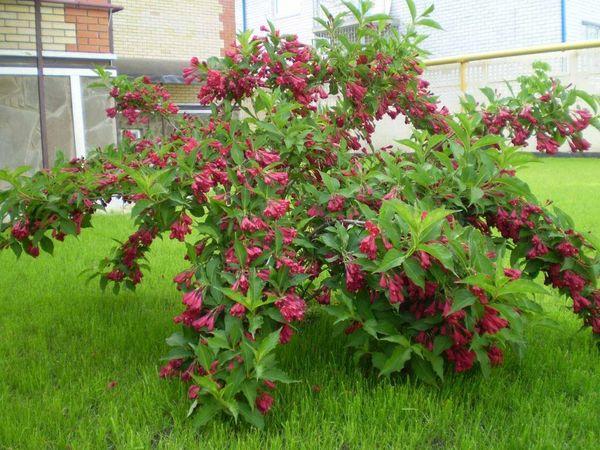 arbusto de weigela