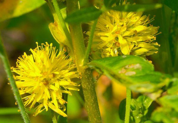 yellow flowers