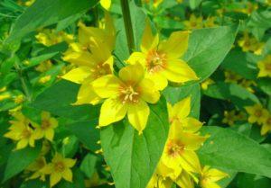 Popis druhů a odrůd loosestrife, výsadby a péče o otevřené pole