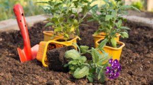 Selection of verbena varieties, cultivation, planting and care in the open field