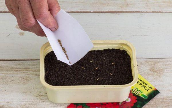 sowing seedlings