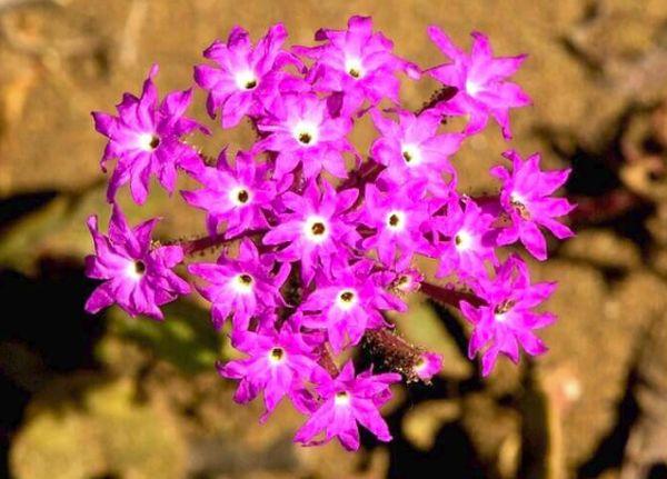 flores de verbena