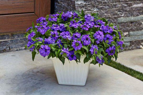 verbena flower