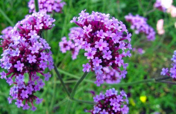 Verbena bonar