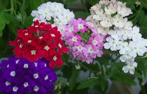 verbena multicolor