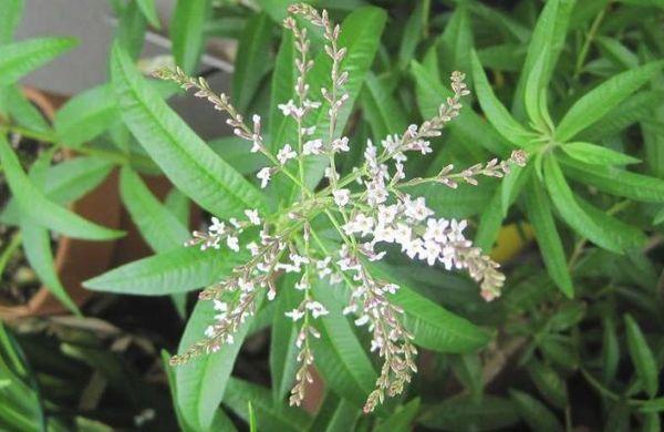 citronová verbena