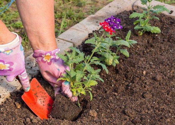 plante verbena